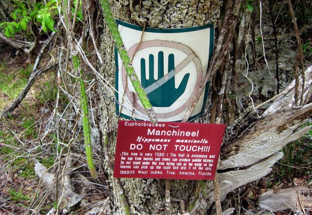 Dünyanın En Tehlikeli Bitkisi: Manşinel Ağacı