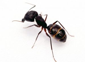 Karıncalar Hakkında İlginç Gerçekler