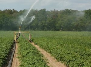 Sulamanın Çevresel Etkileri Nedir?
