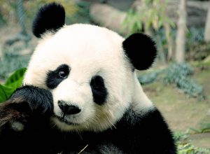 Büyük Panda