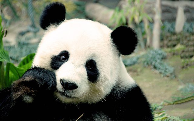 Büyük Panda
