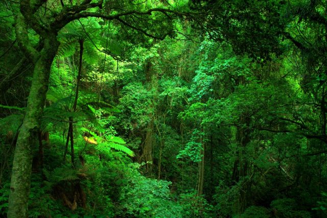 Yağmur Ormanlarında Biyoçeşitliliğin Azalmasında İnsanın Rolü