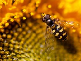Arıların Doğadaki Görevi Nedir?