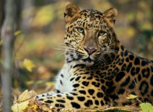 Dünya'da ve Ülkemizde Nesli Tükenen ve Tükenmekte Olan Canlılar