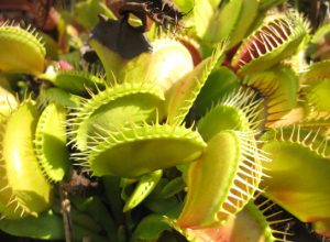 Hayatın Başlangıcına İlişkin Görüşler: Heterotrof