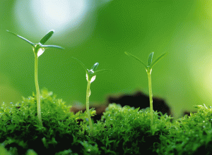 Hayatın Başlangıcına İlişkin Görüşler: Ototrof