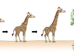Lamarck'ın Evrim Hakkındaki Görüşleri