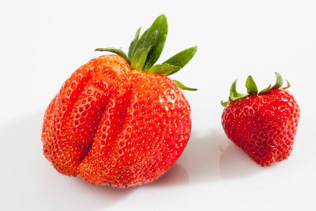 Poliploidi Nedir, Nasıl Yapılır? Poliploidi Nedir, Nasıl Yapılır?