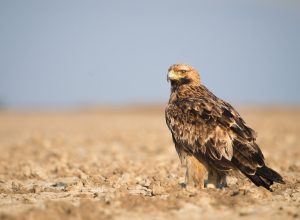 Soyu Tehlikedeki Gündüz Yırtıcımız: Şah Kartal