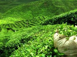 Çayın Yetiştiriciliğinde Bilinmesi Gerekenler Nelerdir?