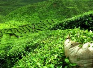 Çayın Yetiştiriciliğinde Bilinmesi Gerekenler Nelerdir?
