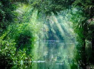 Dünyadaki Eşsiz Yerler: Tortuguero Ulusal Parkı
