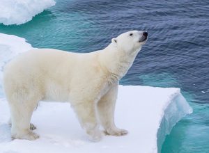Küresel Isınmanın Kutup Ayıları Üzerindeki Etkileri