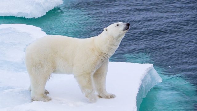 Küresel Isınmanın Kutup Ayıları Üzerindeki Etkileri
