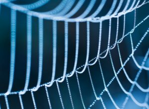 Örümcek Ağlarının Sağlamlığı