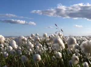 Kutuplarda Hangi Bitkiler Yetişir?
