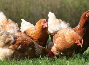 Hayvanların Kuluçka Süreleri ve Kuluçka Makinası Yapımı