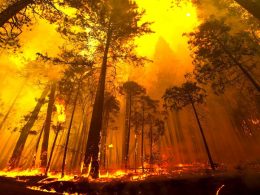 Orman Yangınlarından Korunma Yolları Nelerdir?