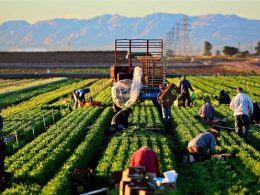 Tarım Sektörünün Ekonomideki Önemi