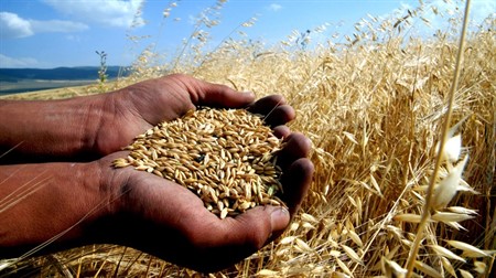 Türkiye'de Buğday Üretimi