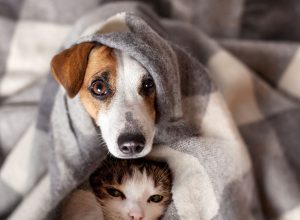 Kedi ve Köpeğimize Tasma Seçerken Dikkat Etmemiz Gereken Özellikler