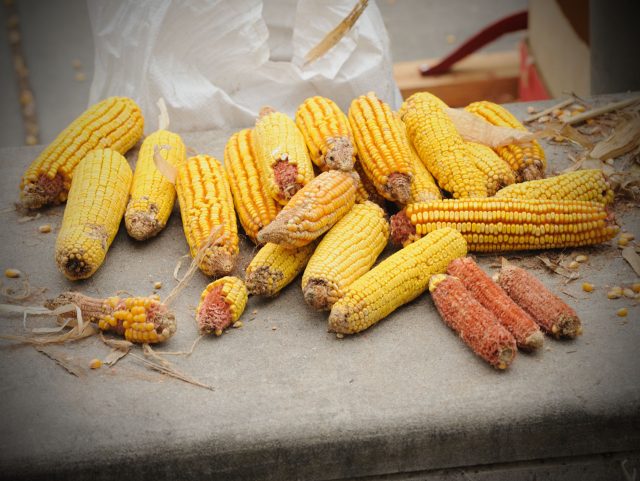 Mısır'ın Tarihçesi