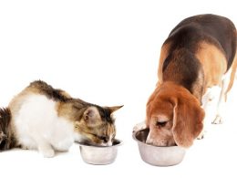 Petbesinleri: Kedi ve Köpek Mamaları Petbesinleri: Kedi ve Köpek Mamaları