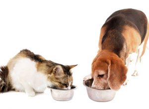 Petbesinleri: Kedi ve Köpek Mamaları
