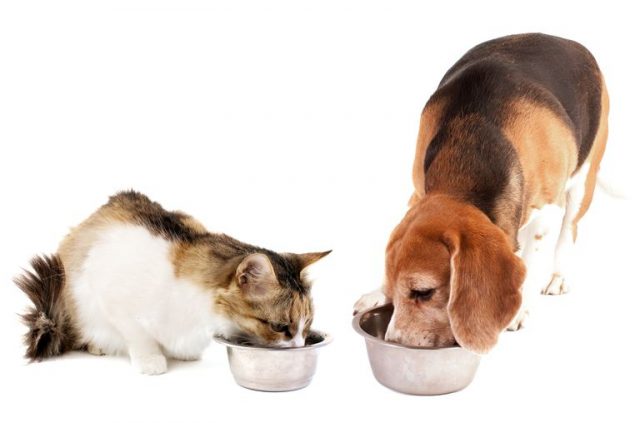 Petbesinleri: Kedi ve Köpek Mamaları