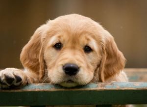 Köpekler Hakkında İlginç Bilgiler