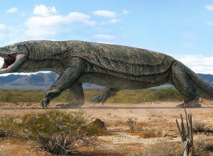 Megalania