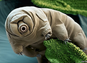 Dünya'nın En Dayanıklı Canlısı: Su Ayıları (Tardigrada)