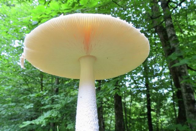 Sürekli Büyümeye Devam Eden Dünyanın En Büyük Canlısı: Bal Mantarı