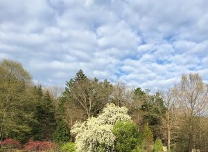 İstanbul’un Keşfedilmemiş Cenneti: Atatürk Arboretumu