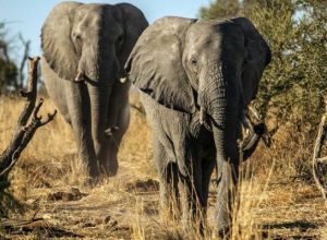 Zimbabve’nin Çevre Politikası