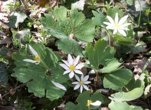 Kan Otu (Bloodroot)
