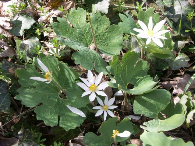 Kan Otu (Bloodroot)