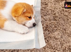 Yavru Köpeklerde Tuvalet Eğitimi
