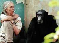 Jane Goodall: Primat Araştırmalarında Çığır Açan Bilim İnsanı