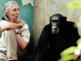 Jane Goodall: Primat Araştırmalarında Çığır Açan Bilim İnsanı