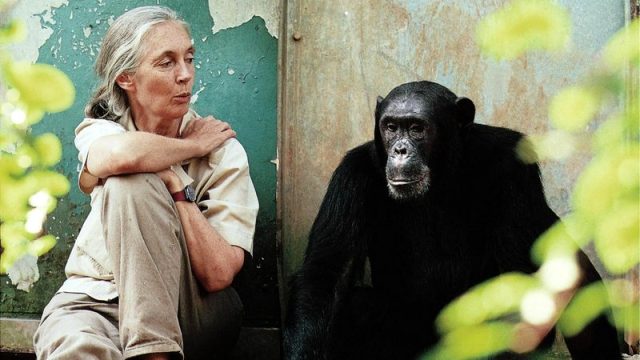 jane-goodall-2