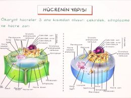 Rudolf Virchow: Hücre Teorisi ve Modern Patolojinin Kurucusu
